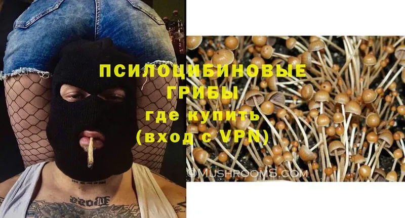 Псилоцибиновые грибы Psilocybe  что такое наркотик  Кувшиново 